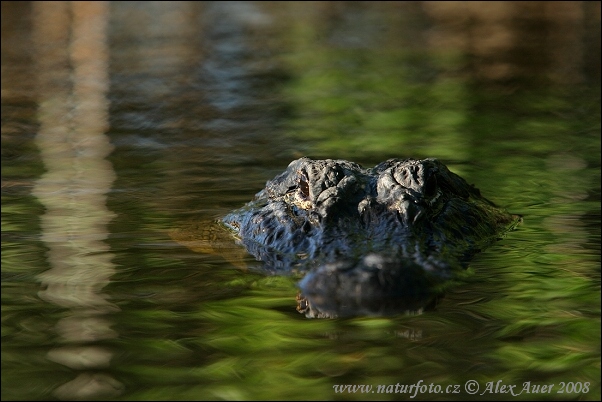 Hechtalligator (Alligator mississippiensis)
