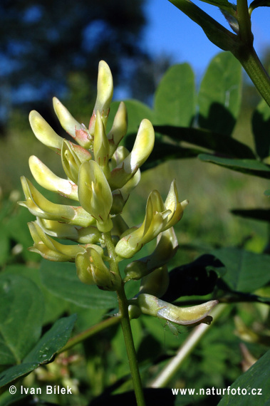 Bärenschote (Astragalus glycyphyllos)