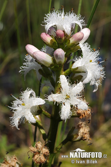 Bitterklee (Menyanthes trifoliata)