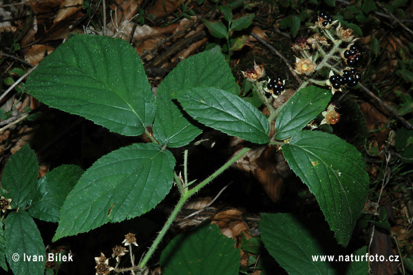 Bleigraue Brombeere (Rubus lividus)