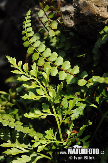 Braungrüner Streifenfarn (Asplenium adulterinum)