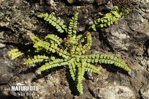 Braungrüner Streifenfarn (Asplenium adulterinum)