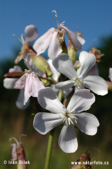 Echtes Seifenkraut (Saponaria officinalis)