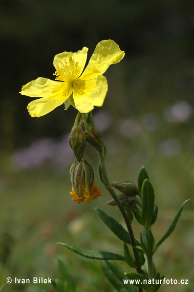 Eiblatt-Sonnenröschen (Helianthemum grandiflorum subsp. obscurum)