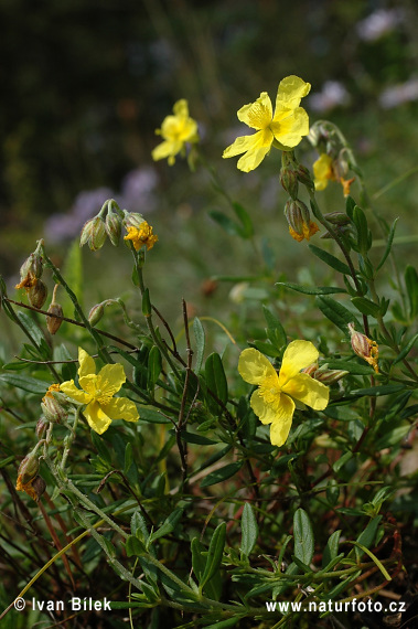 Eiblatt-Sonnenröschen (Helianthemum grandiflorum subsp. obscurum)
