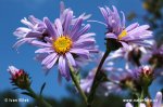 Berg-Aster