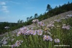 Berg-Aster