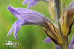 Gewöhnliche Violette Sommerwurz