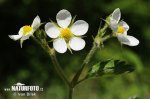 Moschus-Erdbeere