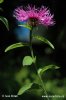 Perücken-Flockenblume