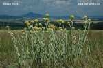 Sand-Strohblume