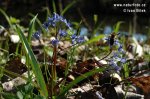 Wiener Blaustern