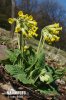 Wiesen-Schlüsselblume