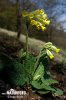 Wiesen-Schlüsselblume