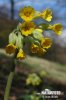 Wiesen-Schlüsselblume