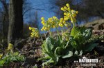 Wiesen-Schlüsselblume