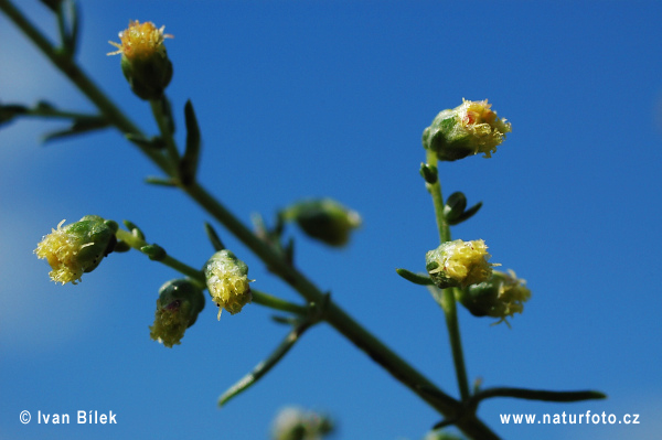 Feld-Beifuß (Artemisia campestris)