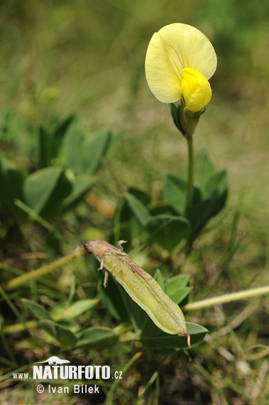 Gelbe Spargelerbse (Tetragonolobus maritimus)