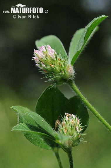Gestreifter Klee (Trifolium striatum)