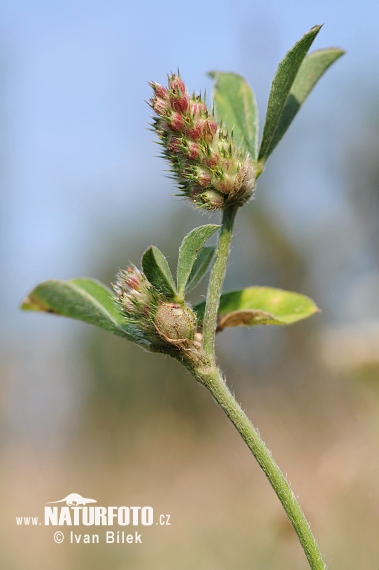 Gestreifter Klee (Trifolium striatum)