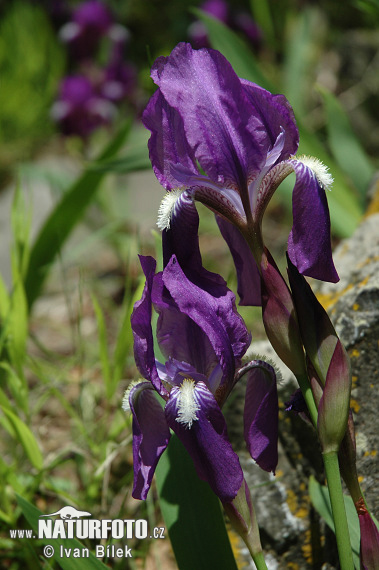 Nacktstengelige Schwertlilie (Iris aphylla)
