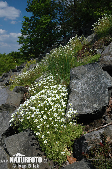 Rasen-Steinbrech (Saxifraga rosacea subsp. sponhemica)