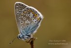 Blau Schmetterling