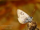 Blau Schmetterling