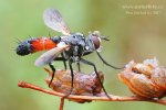 sp.Tachina (Diptera)