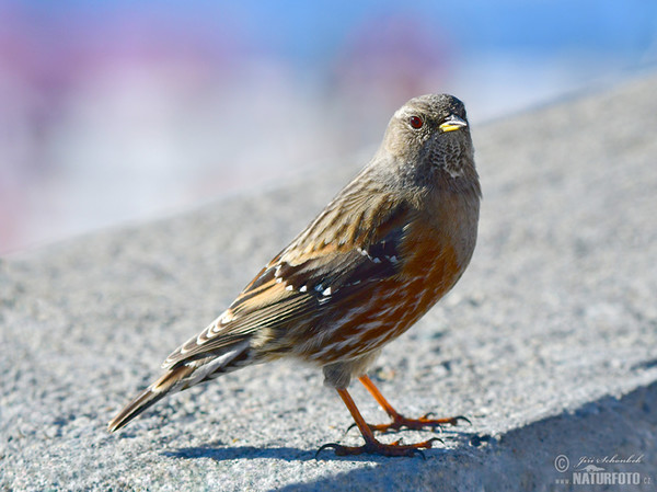 Alpenbraunelle (Prunella collaris)