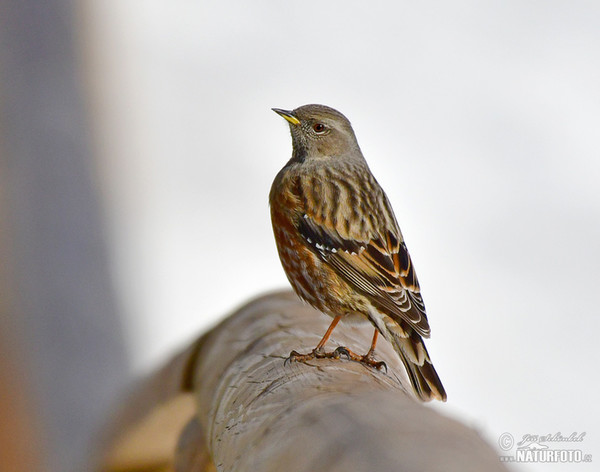 Alpenbraunelle (Prunella collaris)