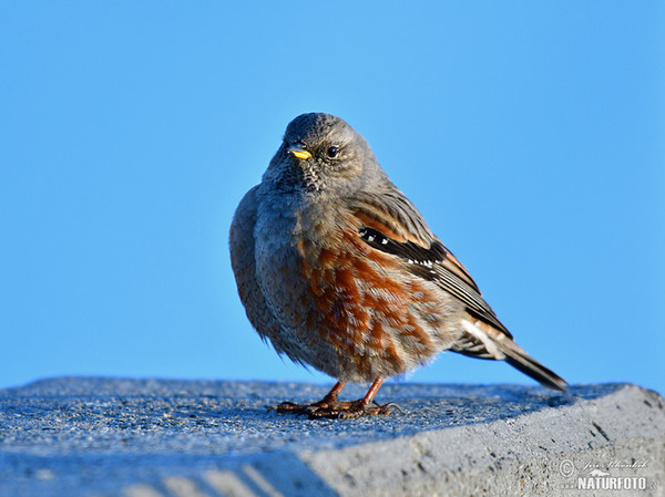 Alpenbraunelle (Prunella collaris)