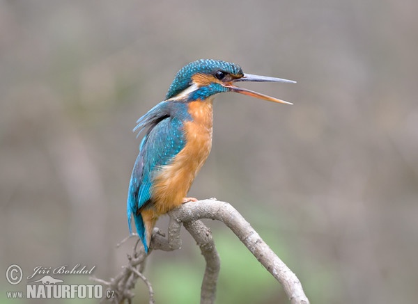 Eisvogel (Alcedo atthis)