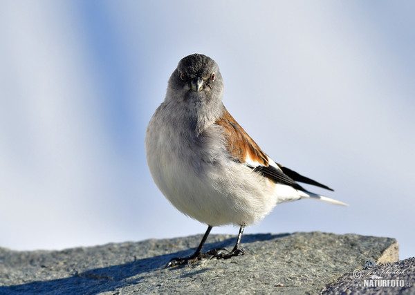 Schneefink (Montifringilla nivalis)