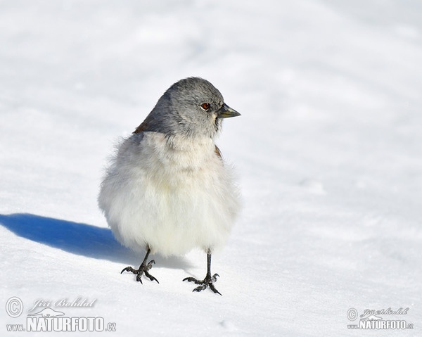 Schneefink (Montifringilla nivalis)