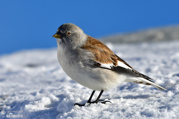 Schneefink (Montifringilla nivalis)