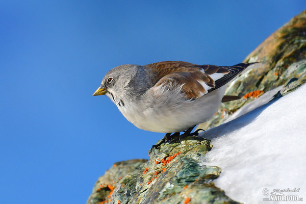 Schneefink (Montifringilla nivalis)