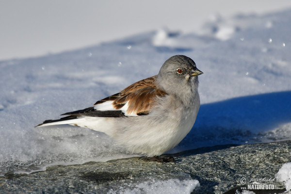 Schneefink (Montifringilla nivalis)