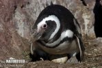 Magellan Pinguin