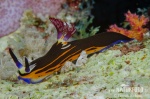 Nembrotha megalocera