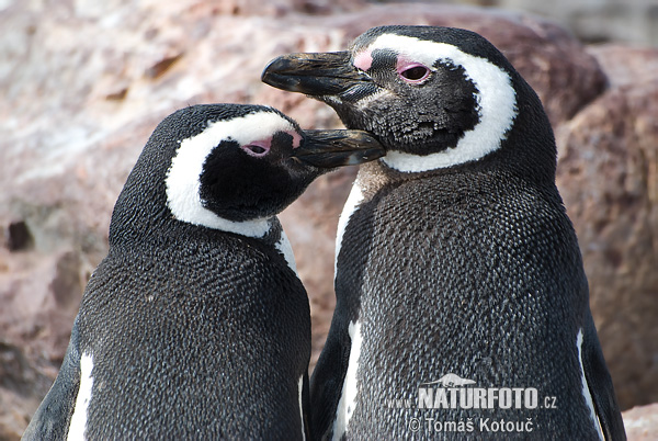 Magellan Pinguin (Spheniscus magellanicus)
