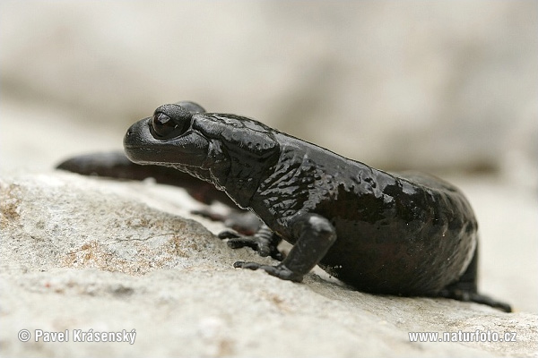 Alpensalamander (Salamandra atra)