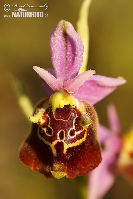 Apulische Ragwurz (Ophrys apulica)