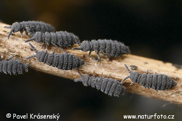 Collembola (Collembola)