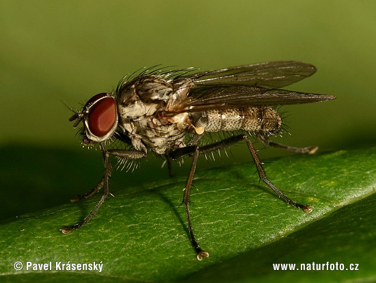 Echte Fliege (Helina sp.)