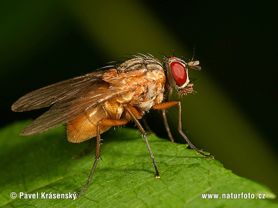 Echte Fliege (Phaonia rufiventris)