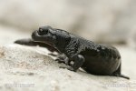 Alpensalamander