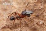Ameisenspringspinne