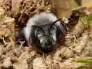 Andrena sp.