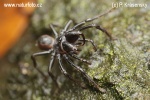 Atypus affinis